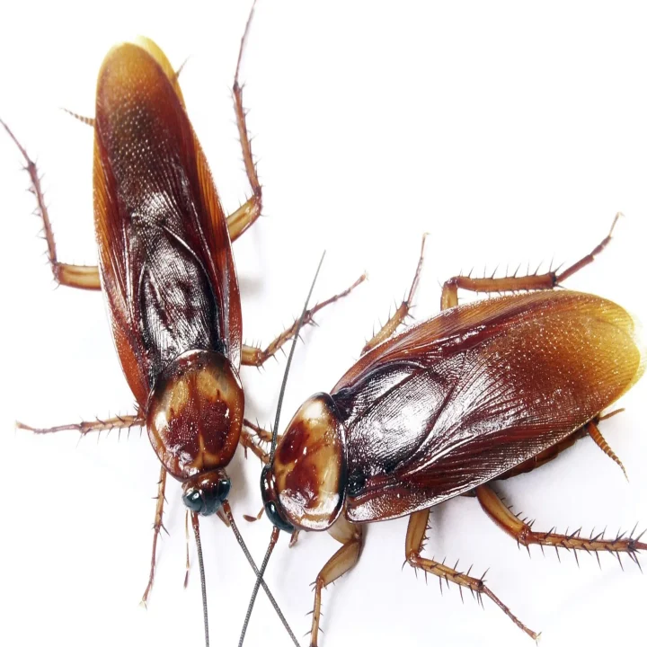 دیدن سوسک در خواب برای زن متاهل، به روایت ابن سیرین