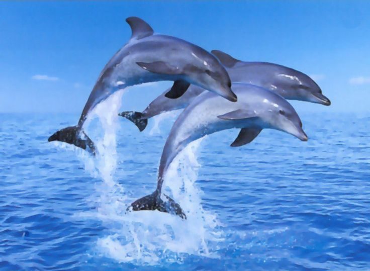 تفسير حلم الدلافين