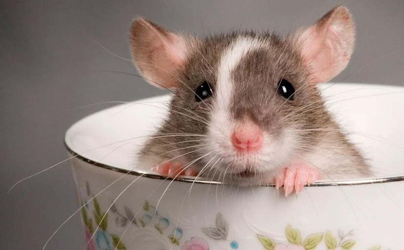 الفئران في المنام للعزباء