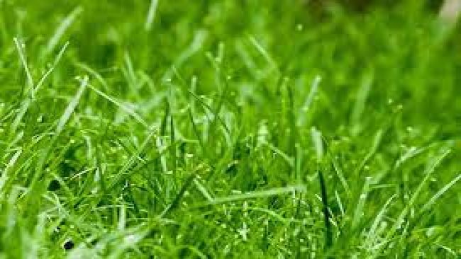 العشب الأخضر في المنام