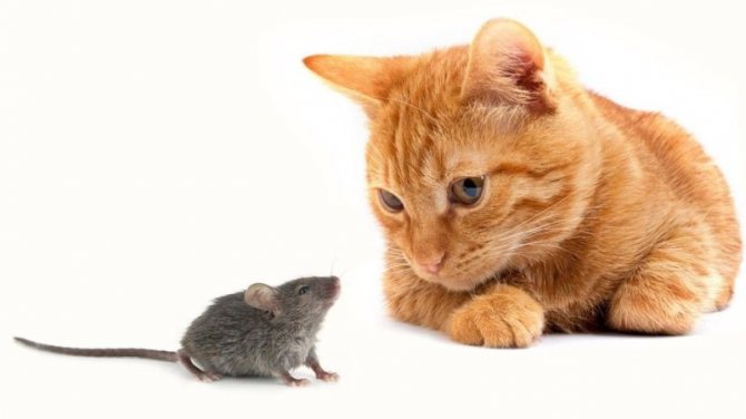 تفسير رؤية القطط والفئران في المنام