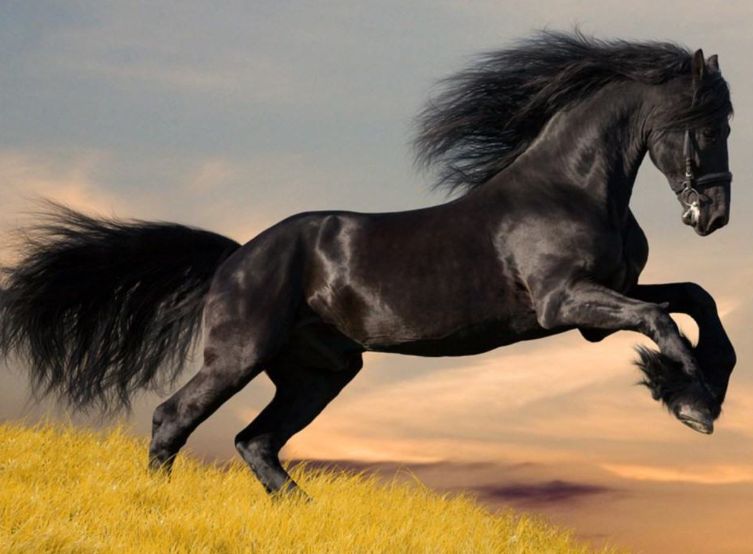 تفسير حلم الحصان الأسود - تفسير الاحلام اونلاين