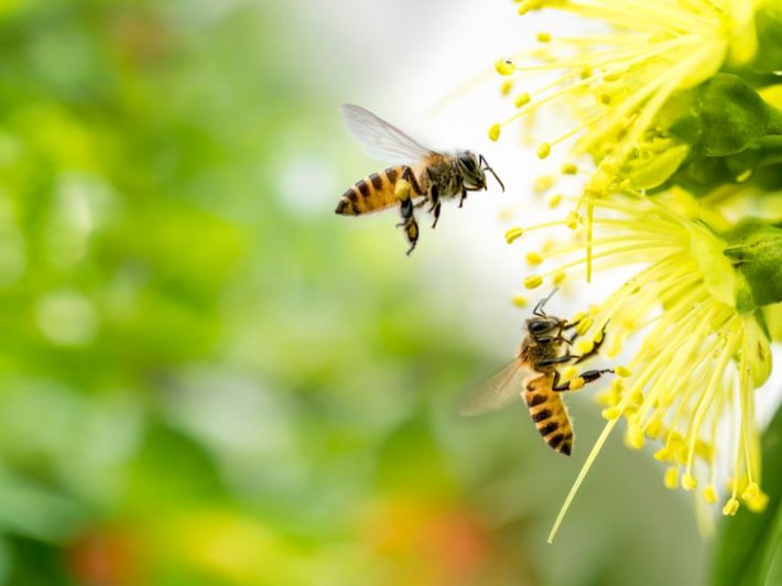 تفسير حلم النحل للعزباء