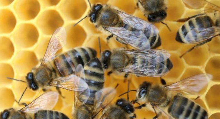 تفسير حلم النحل