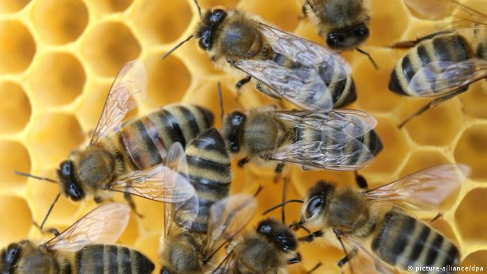 تفسير حلم قرص النحل
