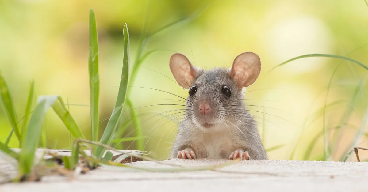 رؤية الفأر في المنام - تفسير الاحلام اونلاين
