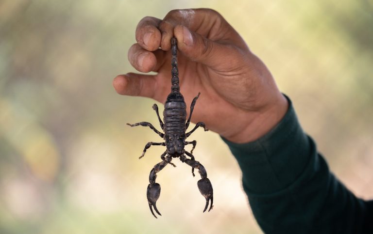 تفسير الحلم بعقرب