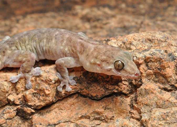 സ്വപ്നത്തിൽ കുഷ്ഠം