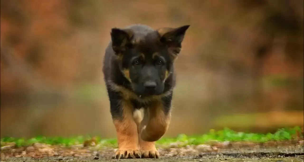 تعبیر خواب سگ سیاهی که دنبالم می آید