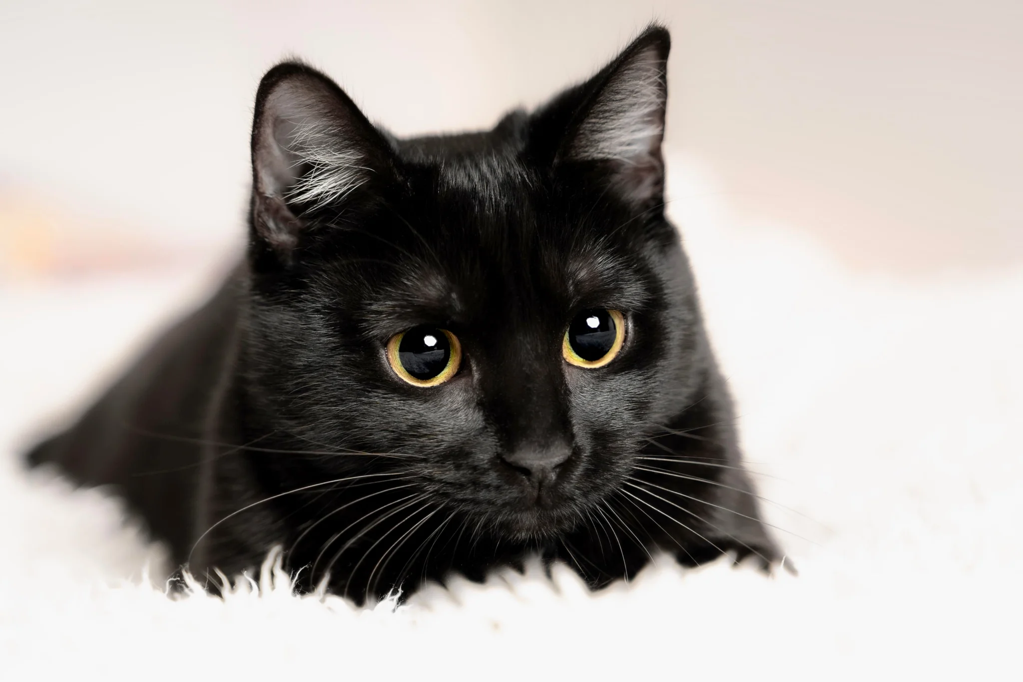 تفسير حلم القطة السوداء