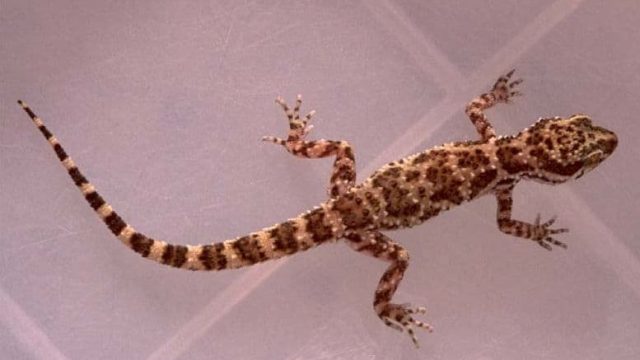 تفسير حلم البريعصي في المنام 