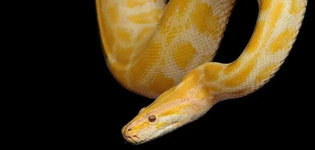 تفسير حلم الأفعي الصفراء