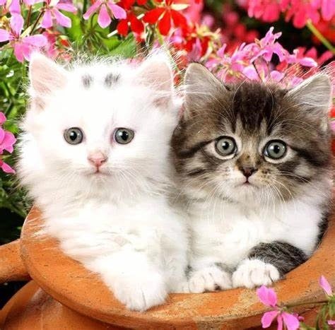 تفسير حلم القطة السوداء والبيضاء