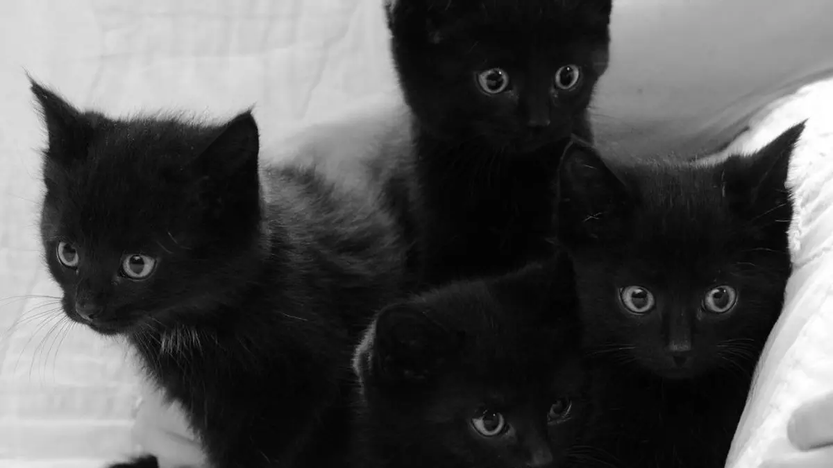 تفسير الحلم بالقطط السوداء