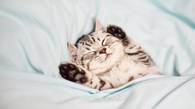 اكل القط في المنام