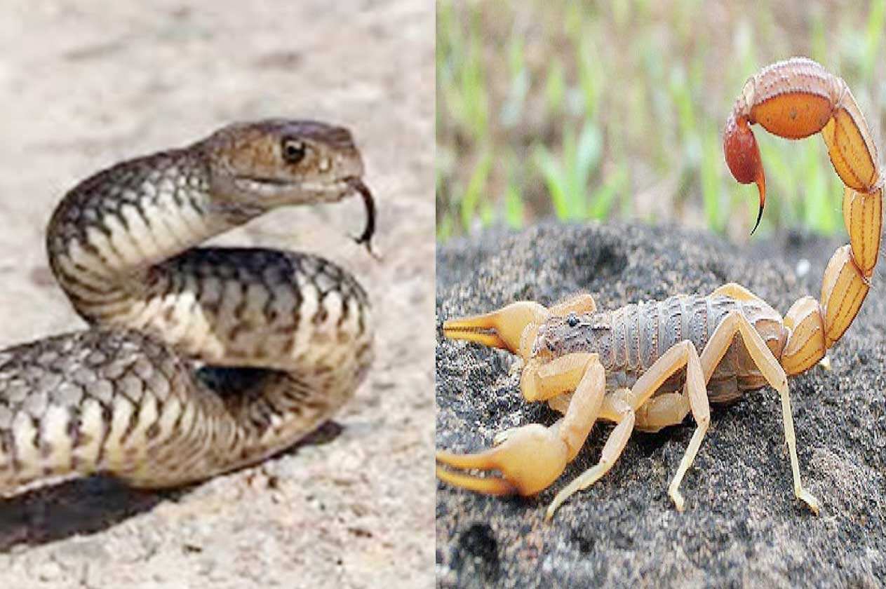 الافعى والعقرب في المنام