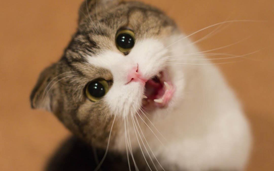 تفسير حلم القط