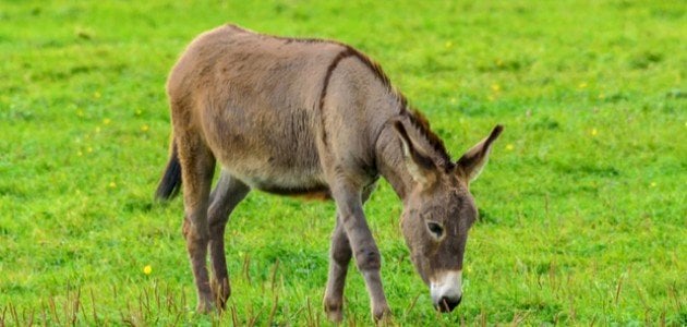 رؤيا الحمير في المنام