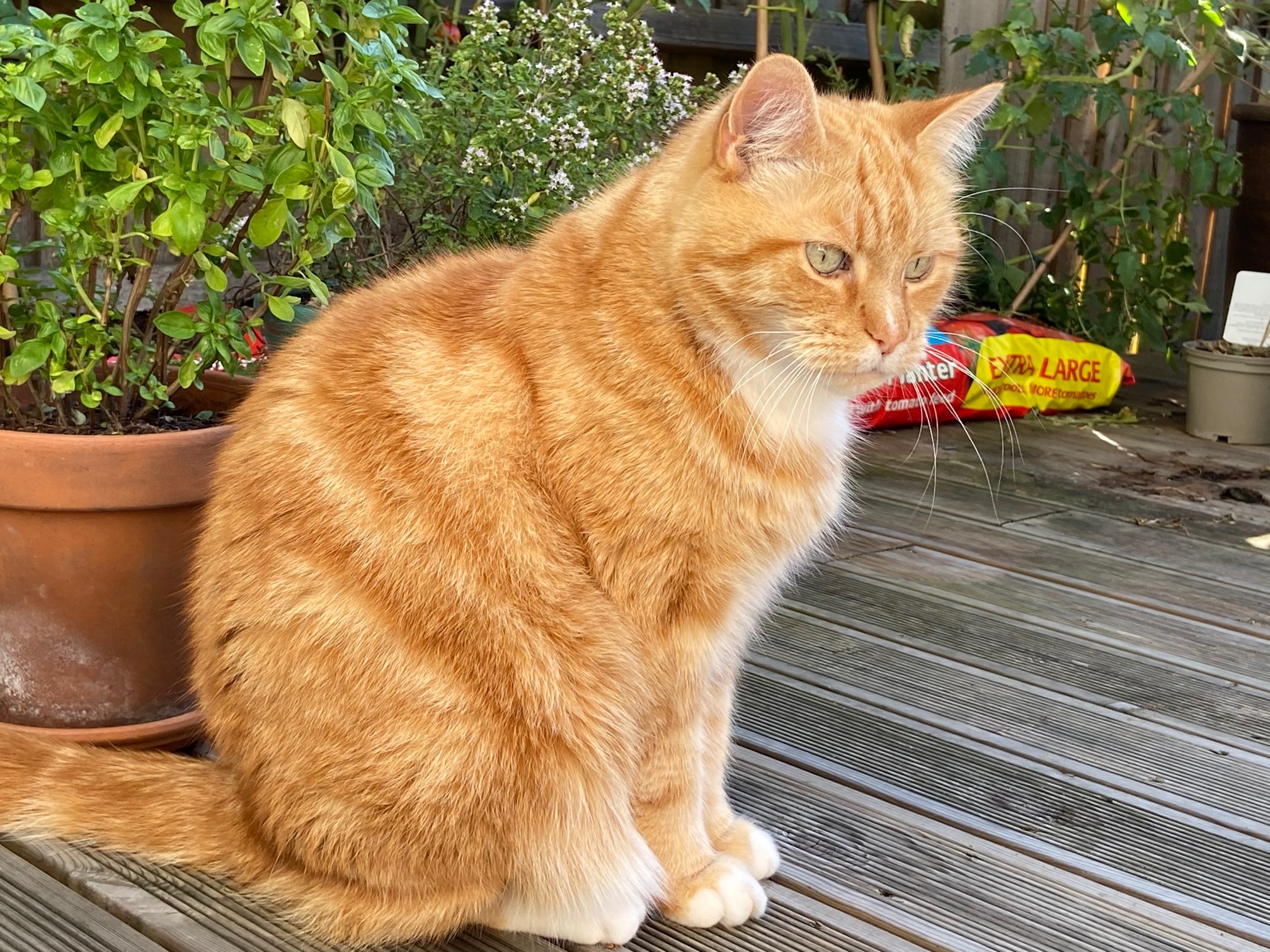 تفسير حلم القطه