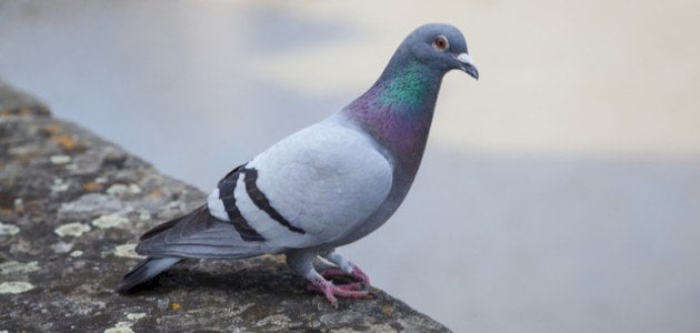 رؤية الحمام في المنام للمتزوجة