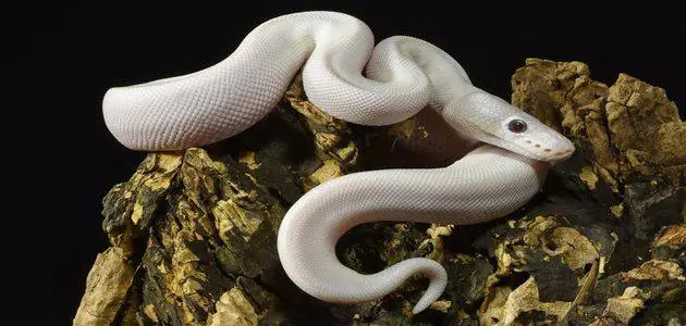 الثعبان الابيض في المنام