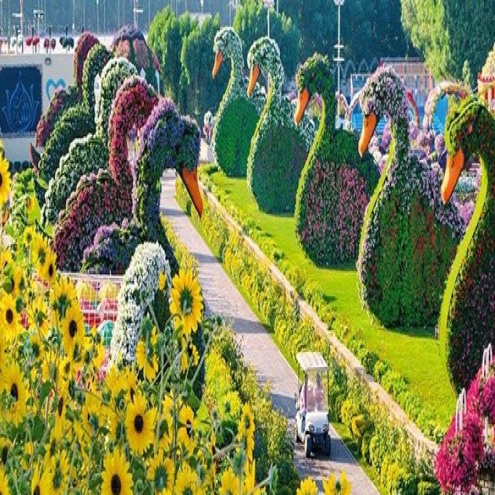 الحدائق في المنام