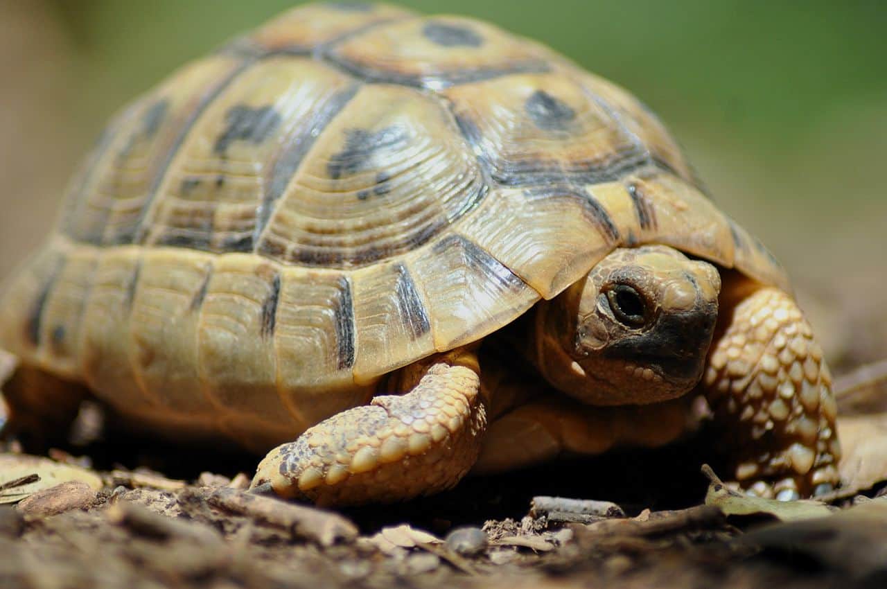 تفسير الحلم بالسلاحف