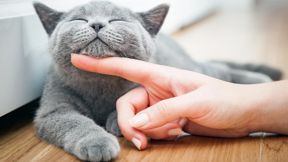 تفسير حلم عضة القطة في اليد اليمنى للمتزوجة