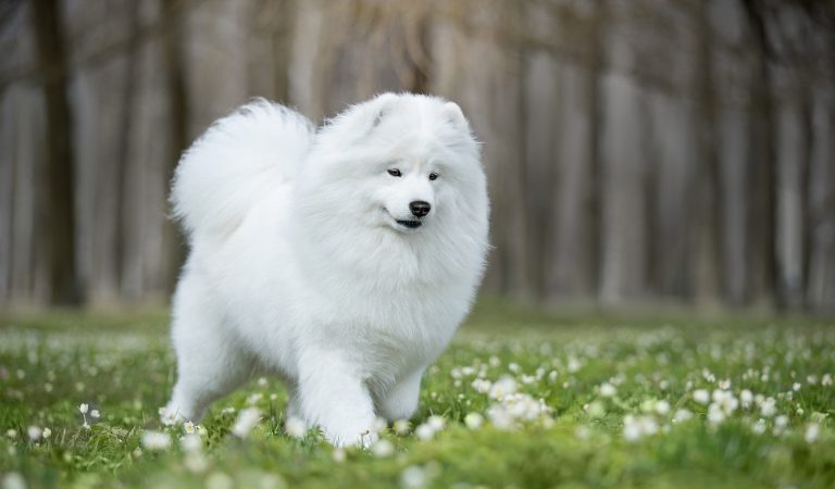 تفسير حلم الكلب الأبيض