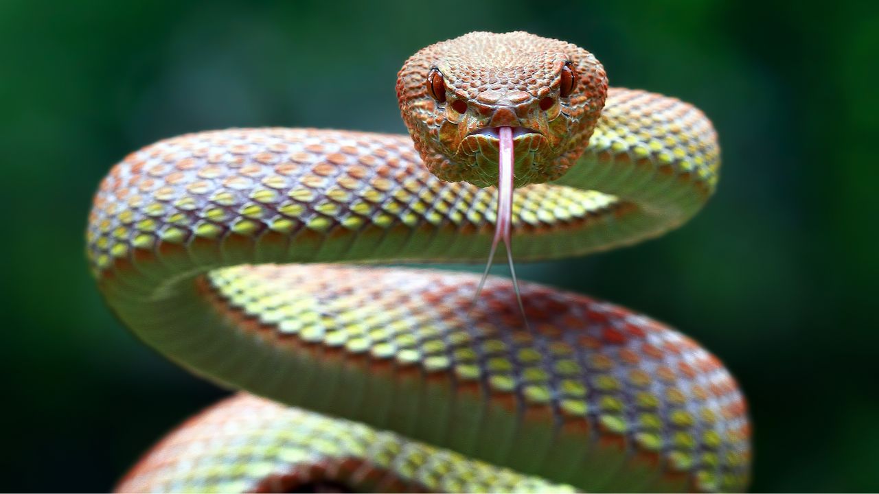 رؤية الثعبان في المنام للعزباء