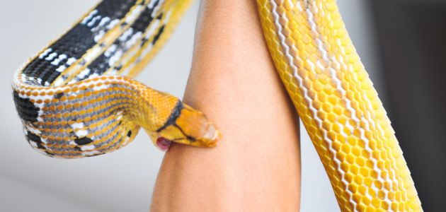 تعبیر خواب نیش مار در دست زنان مجرد