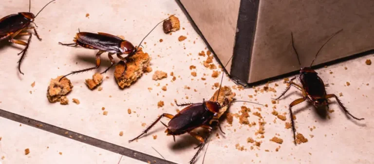 الحلم بصراصير في البيت