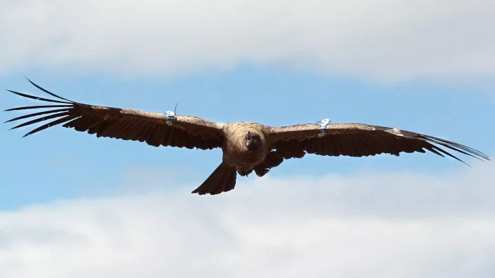 الحلم بطائر كبير