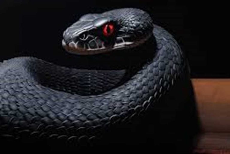 الحلم بالحنشان