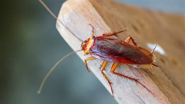 الحلم بصرصار