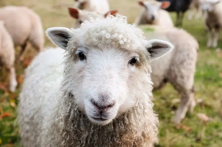 الحلم بالخروف للعزباء