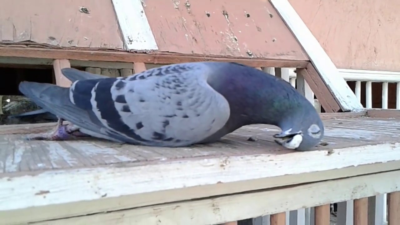 الحلم بالحمام الميت