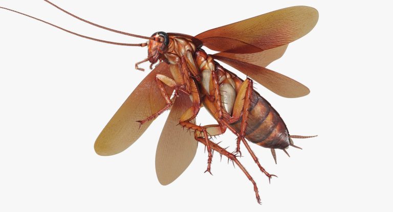 الحلم بصرصور كبير يطير