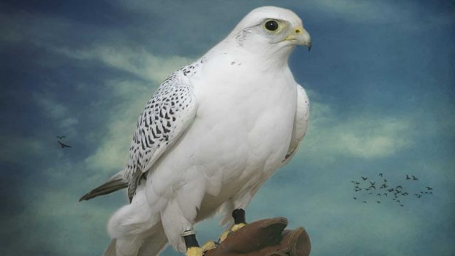 الحلم بصقر ابيض