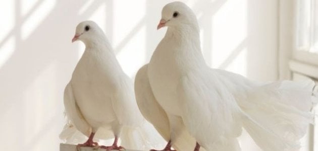 الحلم بالحمام للعزباء