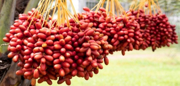 الحلم بالبلح الاحمر