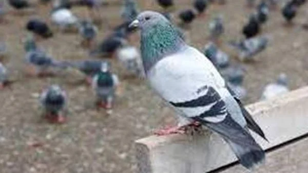 الحلم بطيور الحمام