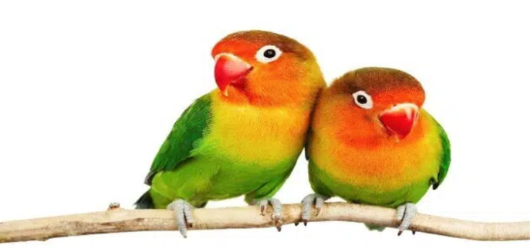 الحلم بطيور الحب