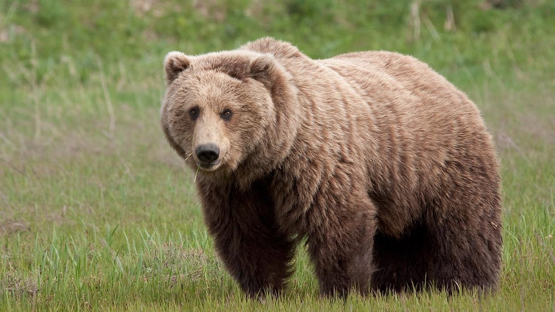 الدب في المنام