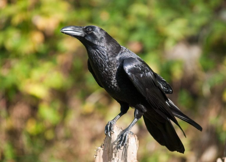 الحلم بالغراب الاسود