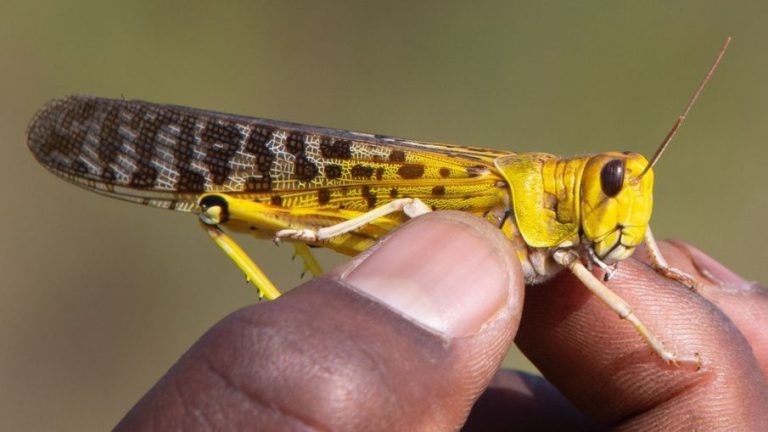 تفسير رؤية الجرادة في المنام