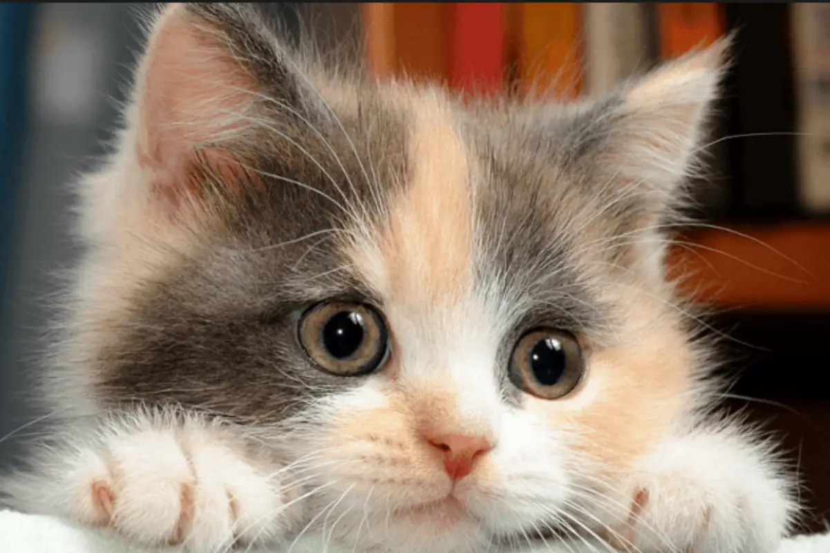 القطة في المنام ابن سيرين