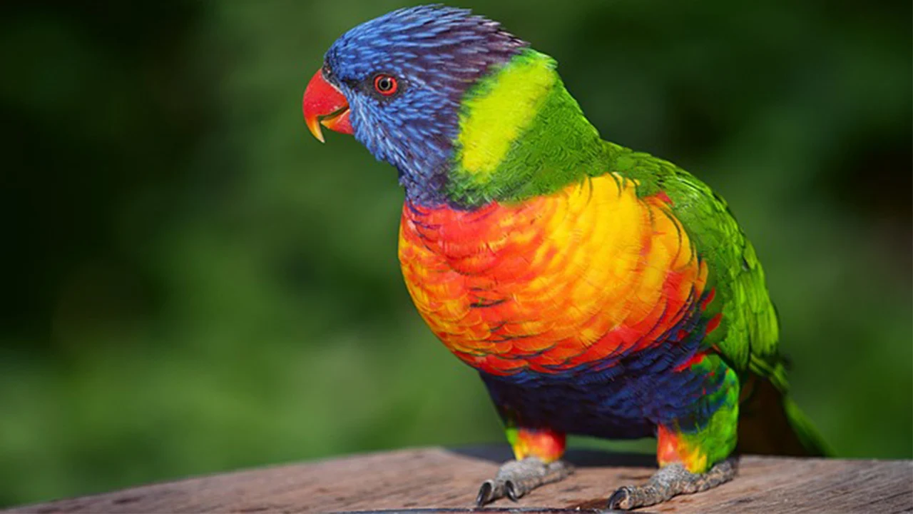 تفسير الحلم ببغاء