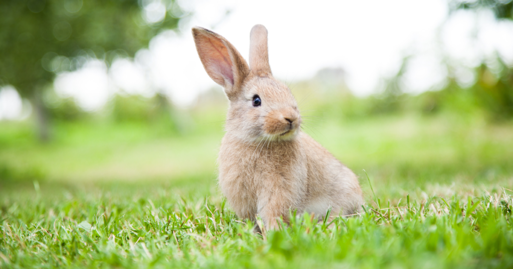 تفسير حلم أرنب يهاجمني