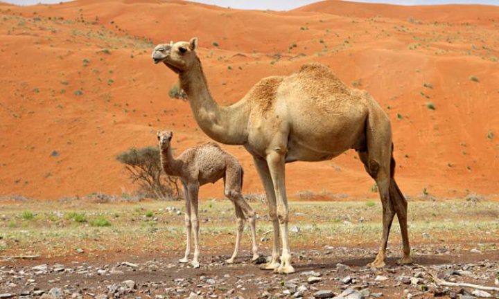 ذبح الجمل في المنام